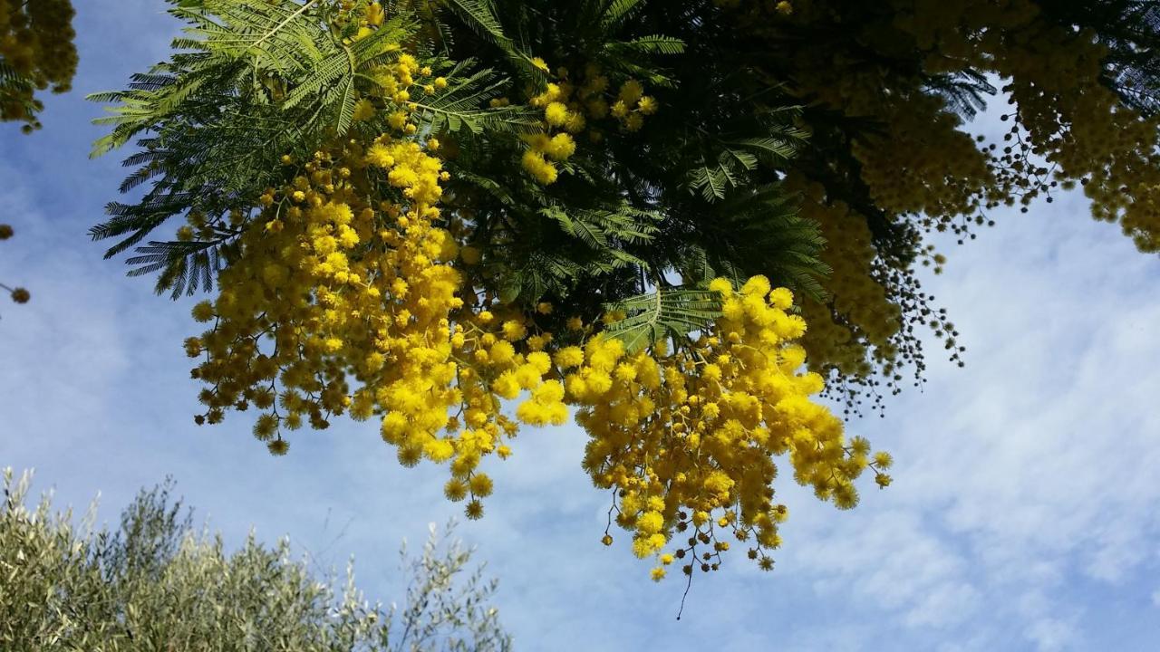 דירות SantʼElpidio a Mare Casa Sabbatini מראה חיצוני תמונה